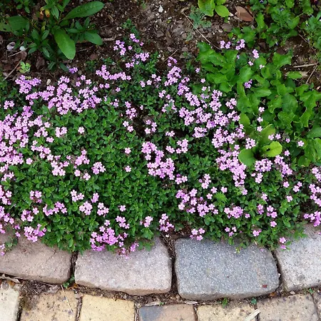 Les Jardins De Camelot לינה וארוחת בוקר 3*