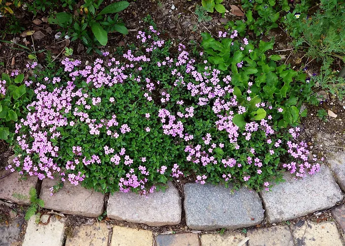 Les Jardins De Camelot Отель типа 